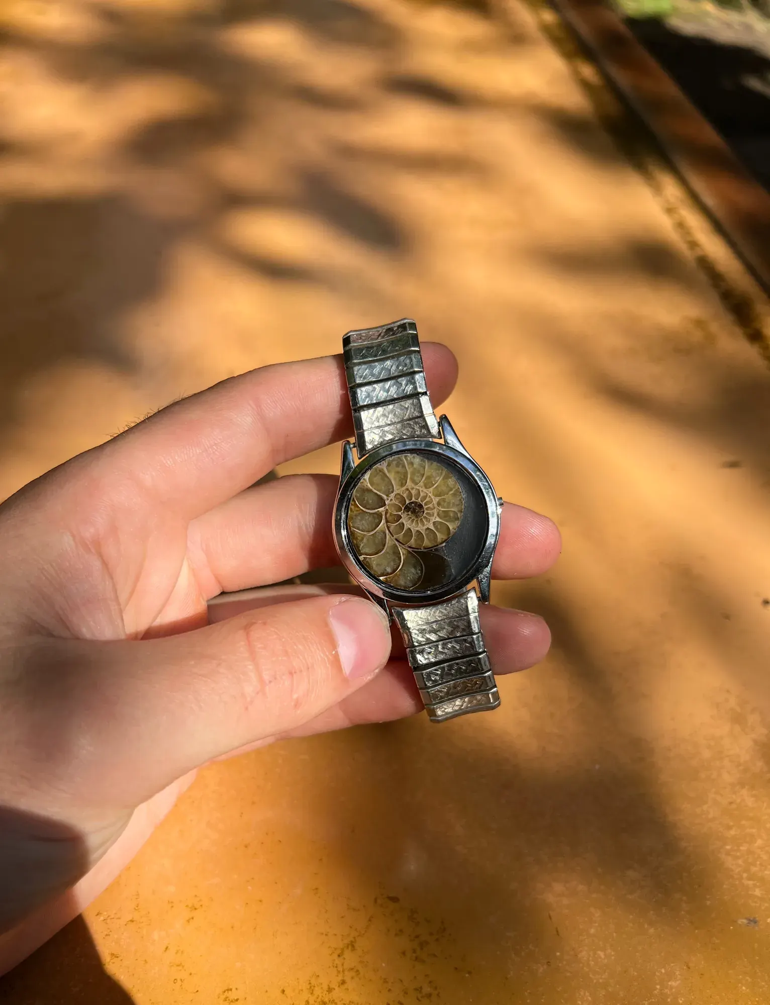 Laurentia — Ammonite Collection 2