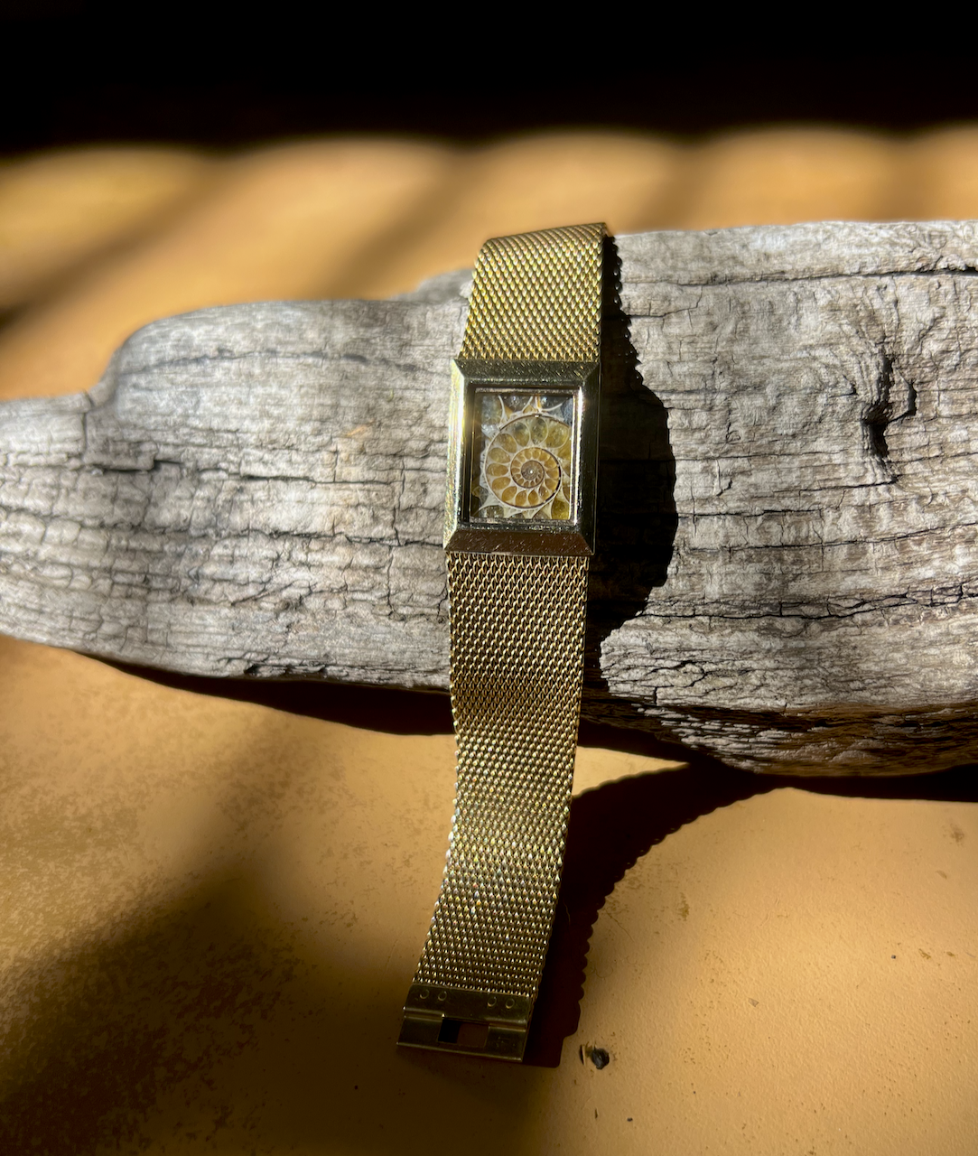 Ammonite Collection No. 91