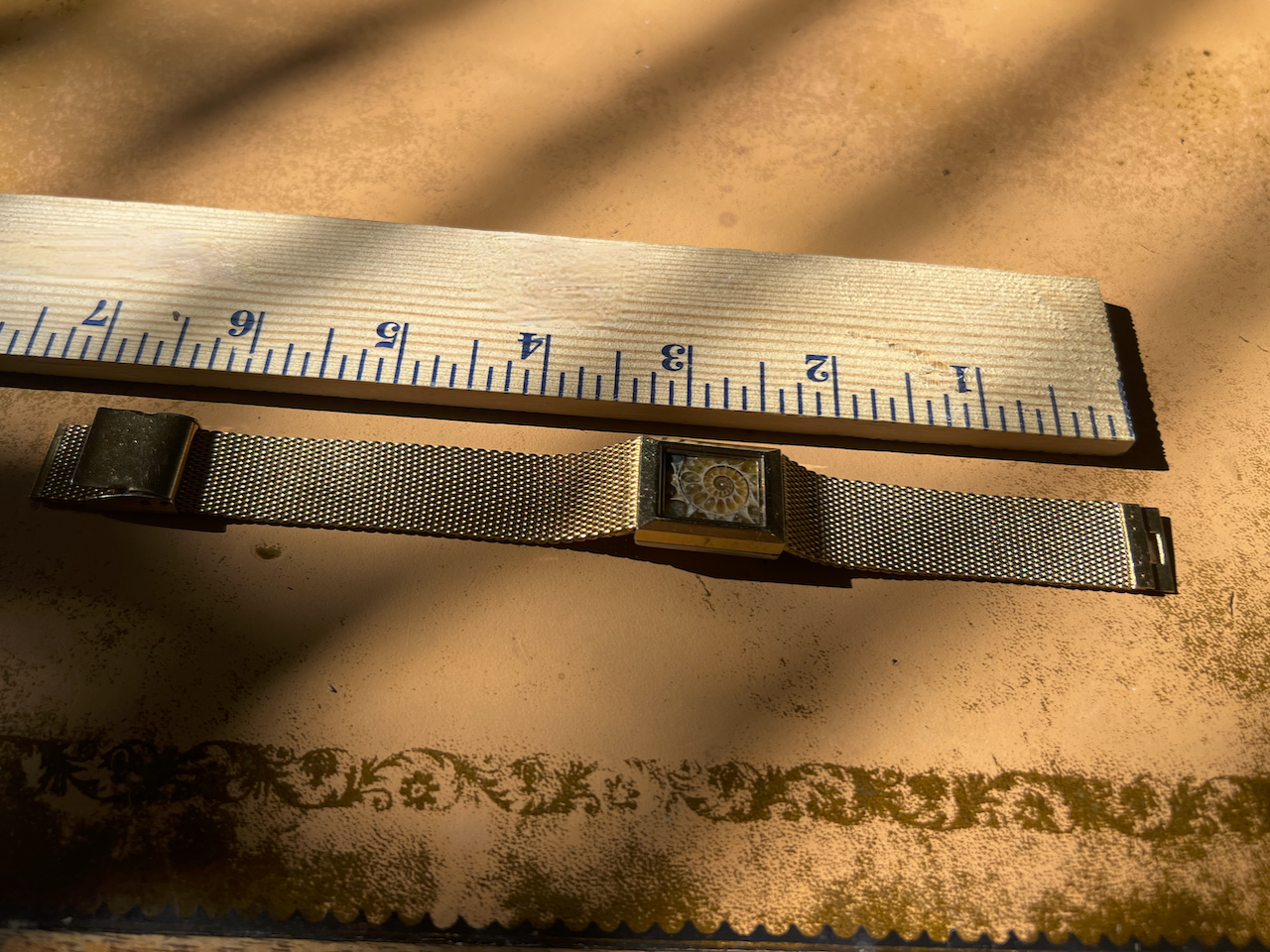 Ammonite Collection No. 91 4