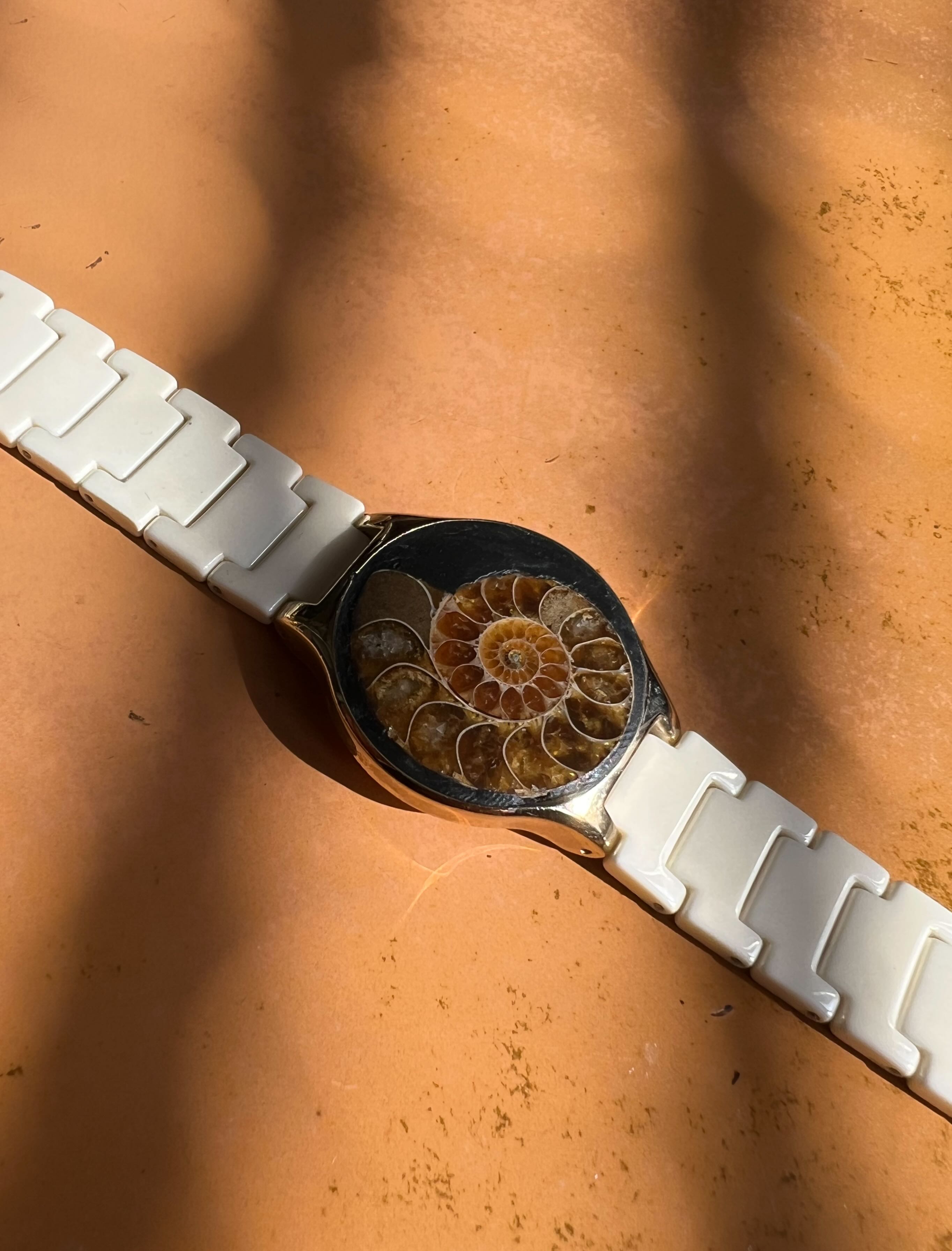 Baltica — Ammonite Collection