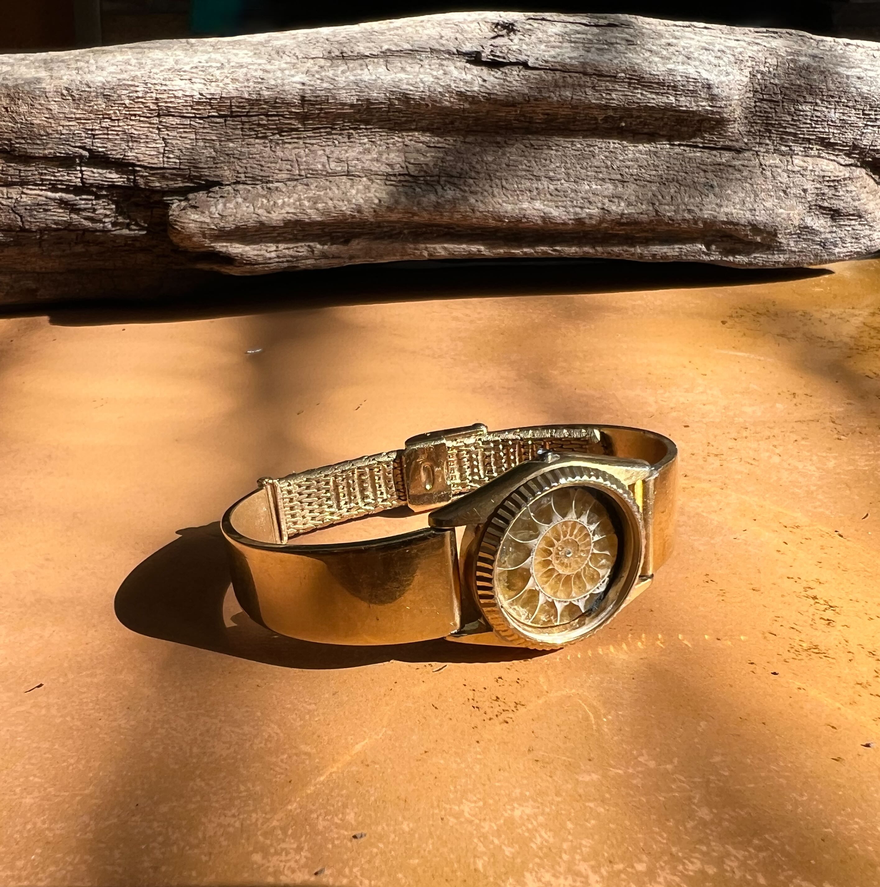 Cathaysia — Ammonite Collection